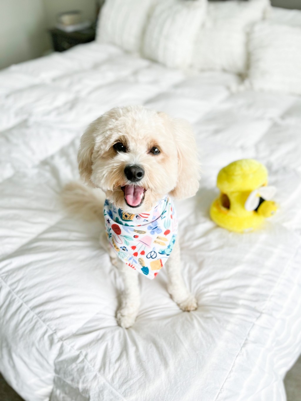 Honey’s grooming routine to stay&nbsp;healthy