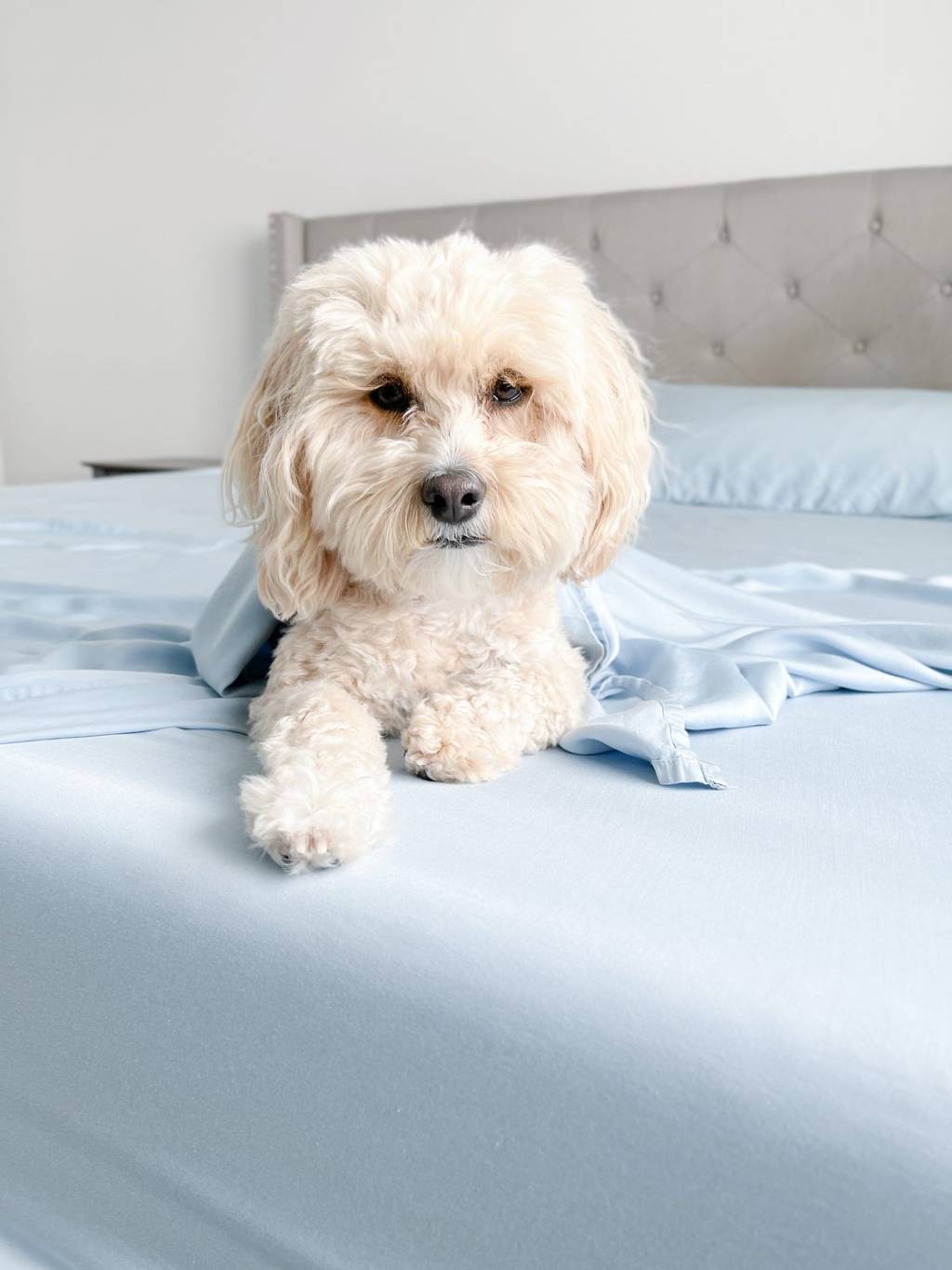 Have you heard of pet-friendly&nbsp;bedding?