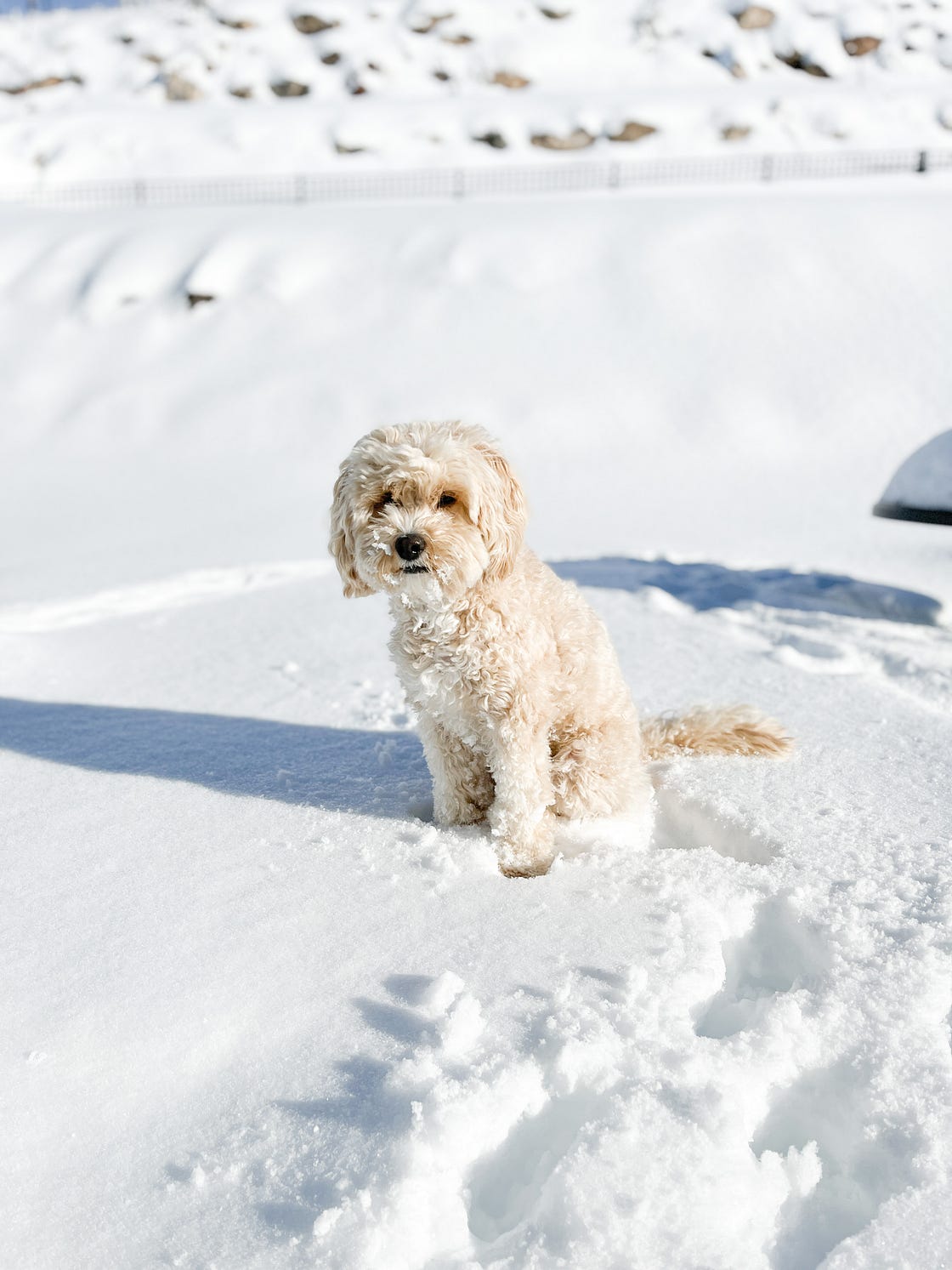 cream colored cavapoo poodle mix poses in white snow background