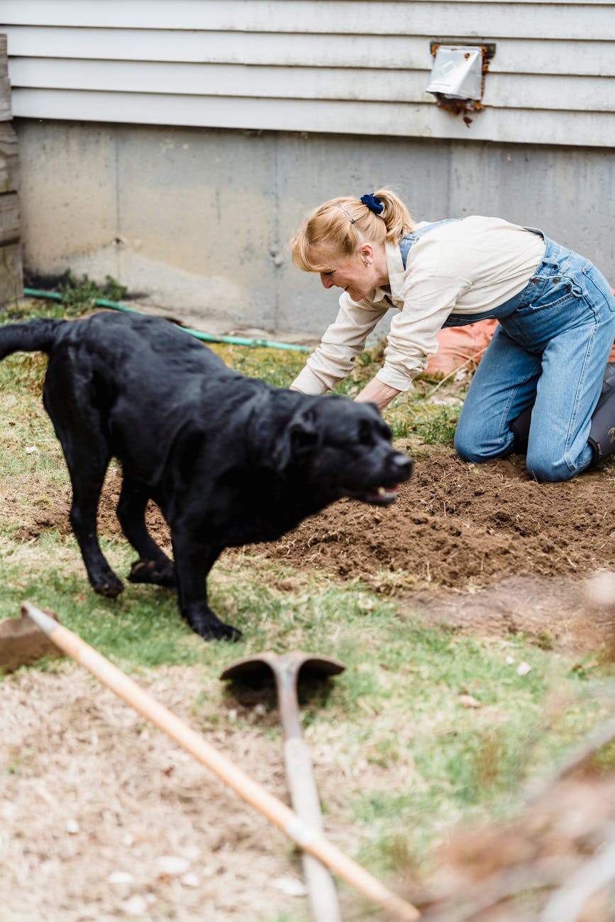 Creating a Dog-Friendly Garden: Tips and Tricks for a Pawsitive Outdoor&nbsp;Space