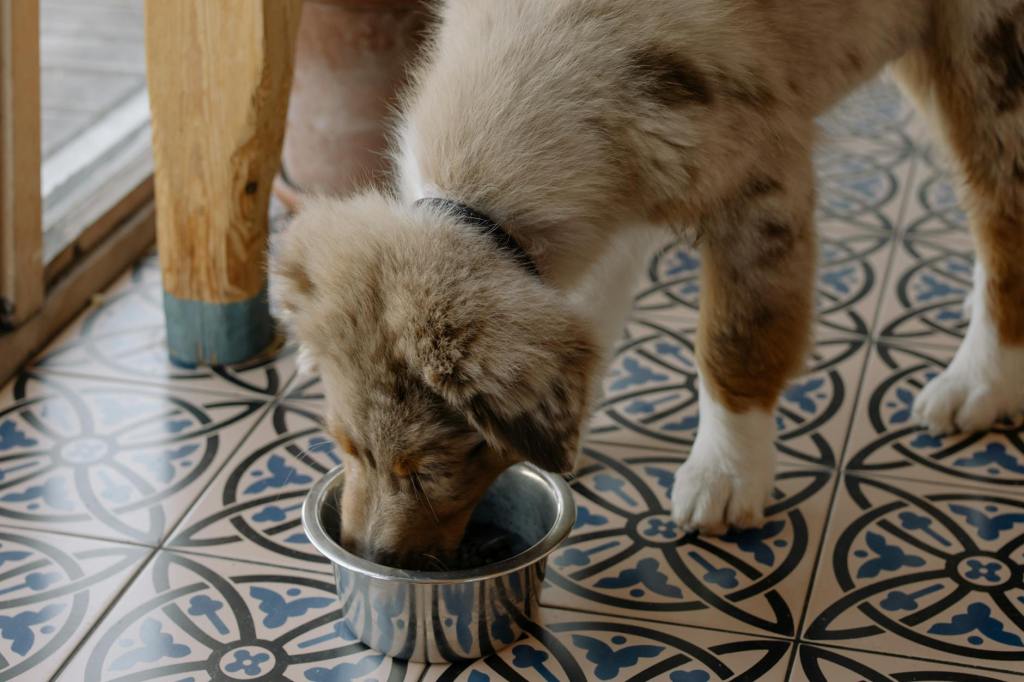 Some of Our Favorite Dog Food wet + dry&nbsp;options)