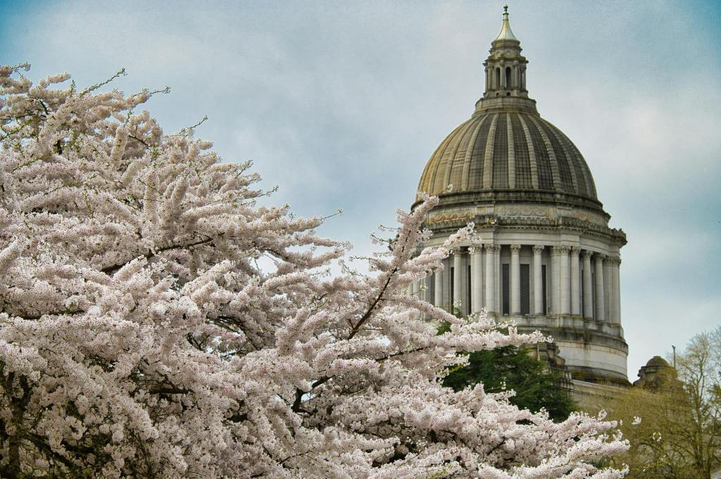 Cherry Blossom Walkies at Utah State&nbsp;Capitol
