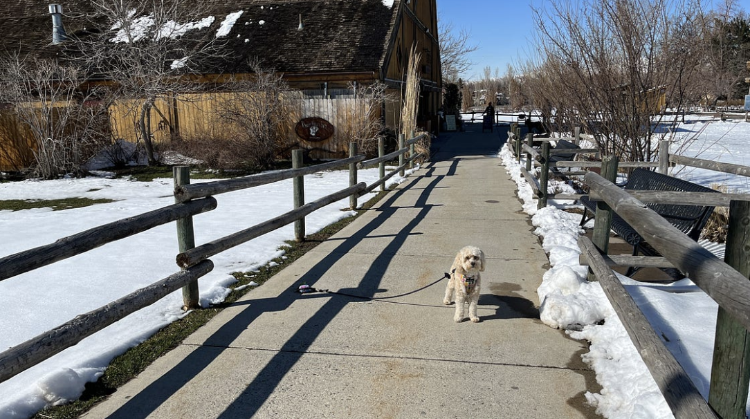 Easter Egg Dog Hunt at Wheeler Historic Farm in SLC – Honey Boo the ...