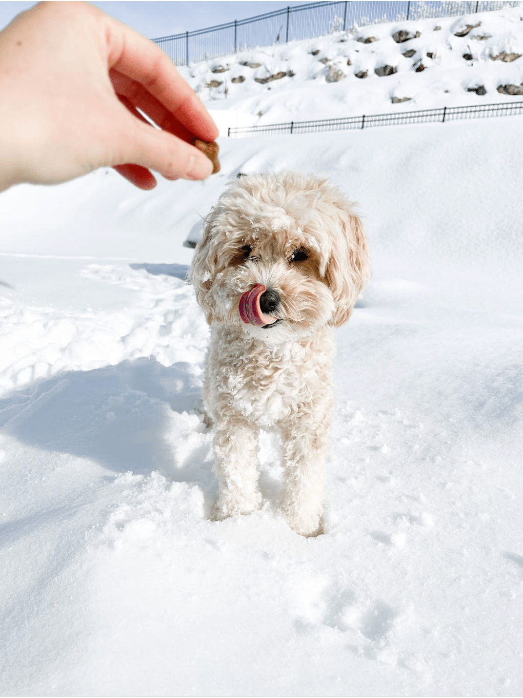 How to take light + airy photos of your dog on your&nbsp;iphone