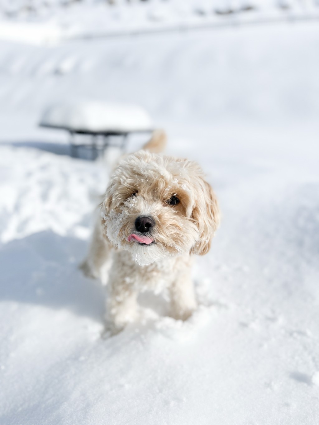 The best phone apps for the novice pet photographer in&nbsp;2024