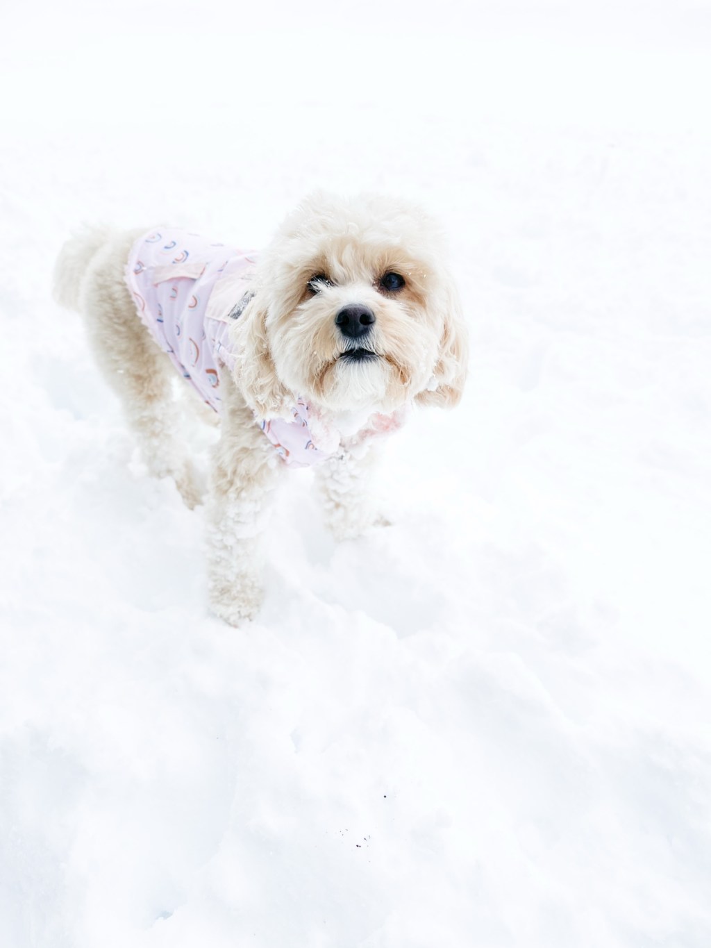 I walked my dog in a Utah snow&nbsp;storm!
