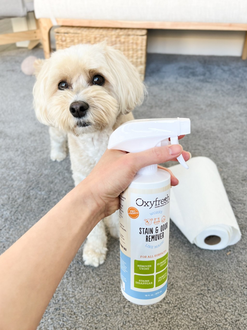 What we’re using to clean up dog messes and&nbsp;accidents