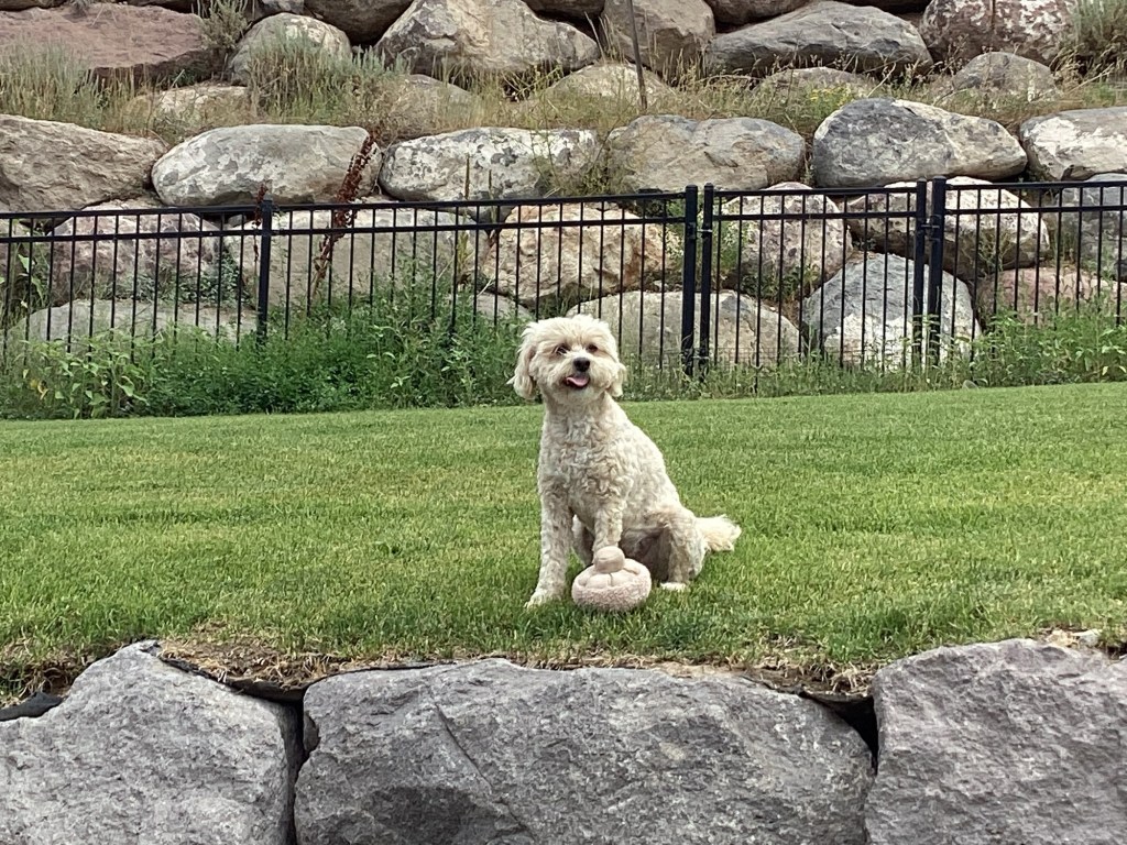 Summer Backyard Shenanigans