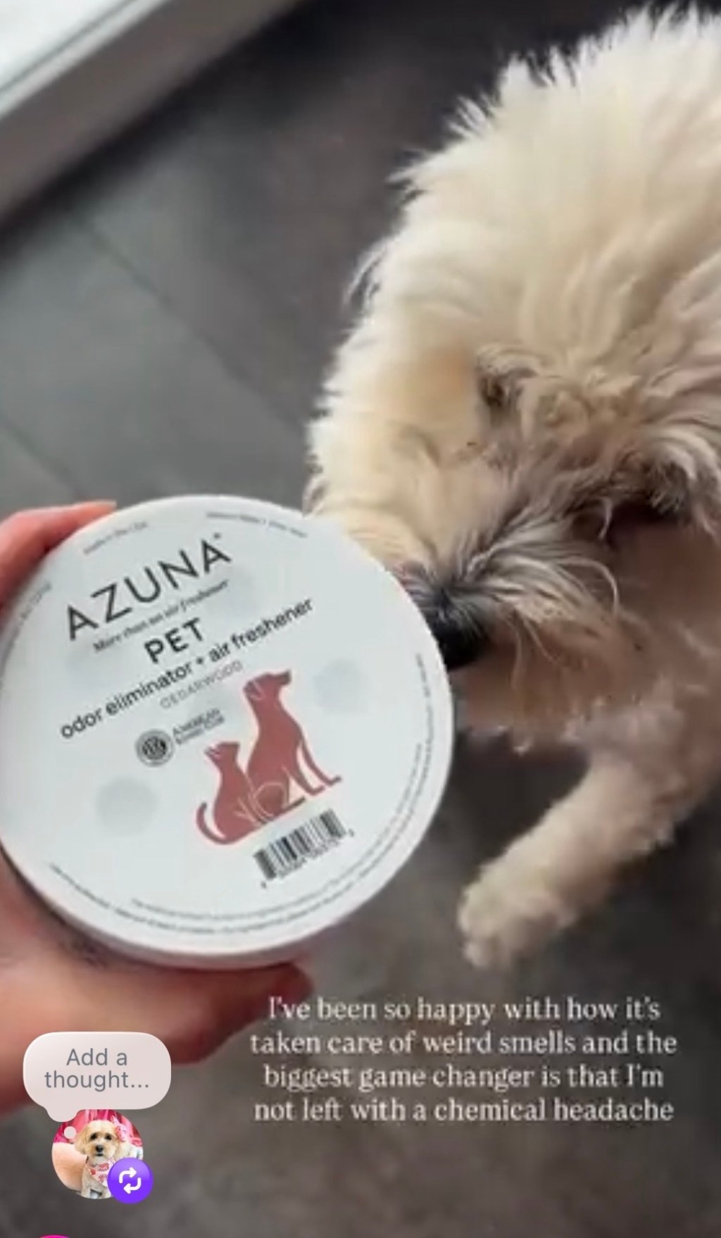 The Best Pet Odor Solutions That Actually Work