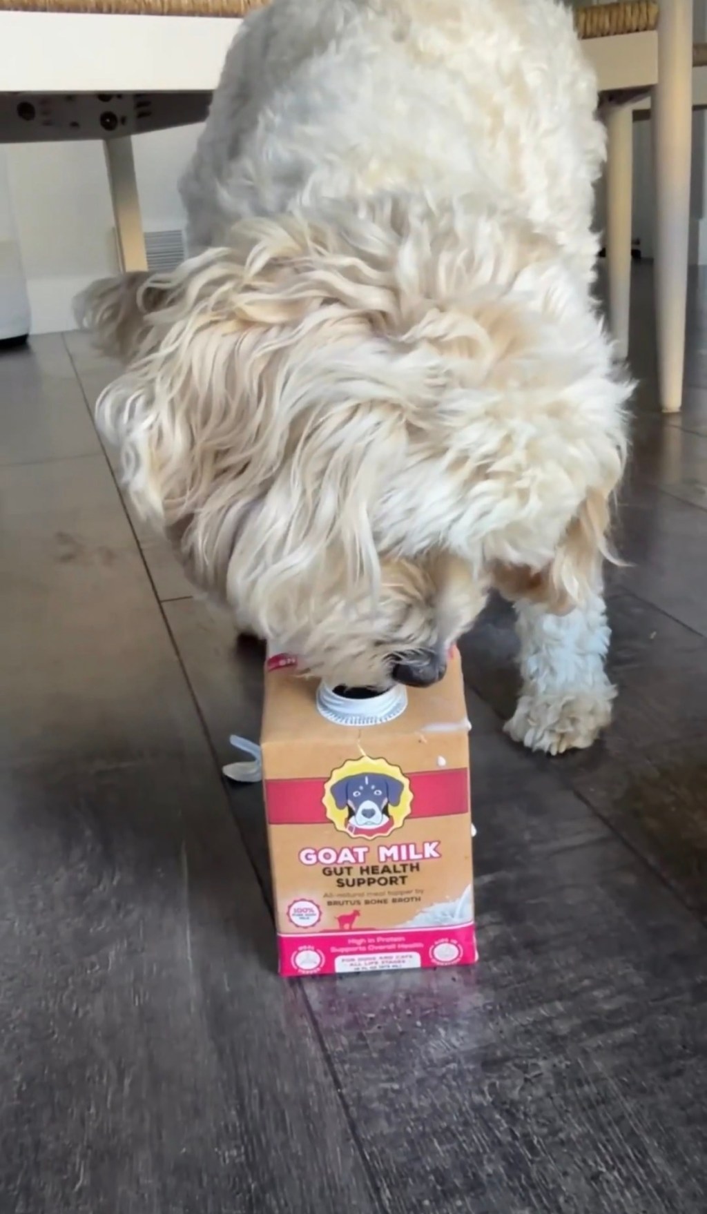 Keeping Dogs Cool in Summer